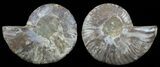 Polished Ammonite Pair - Agatized #51744-1